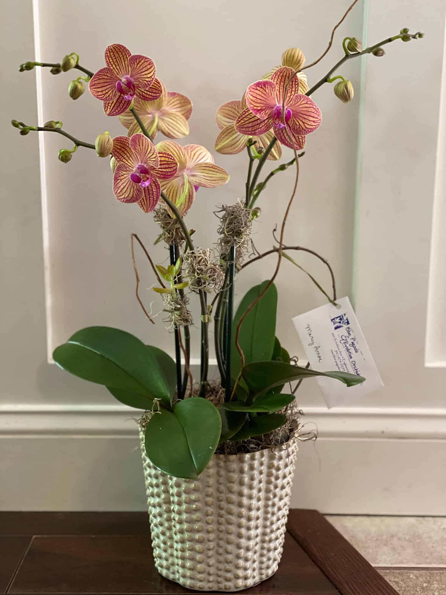 Blue Pagoda & Evolution Orchids LLC