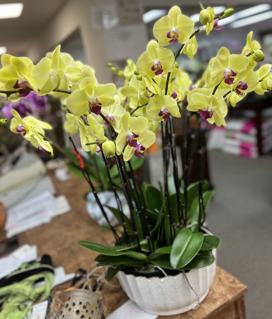 Orchids make great End of the Year Teacher gifts and Mother's Day gifts ...