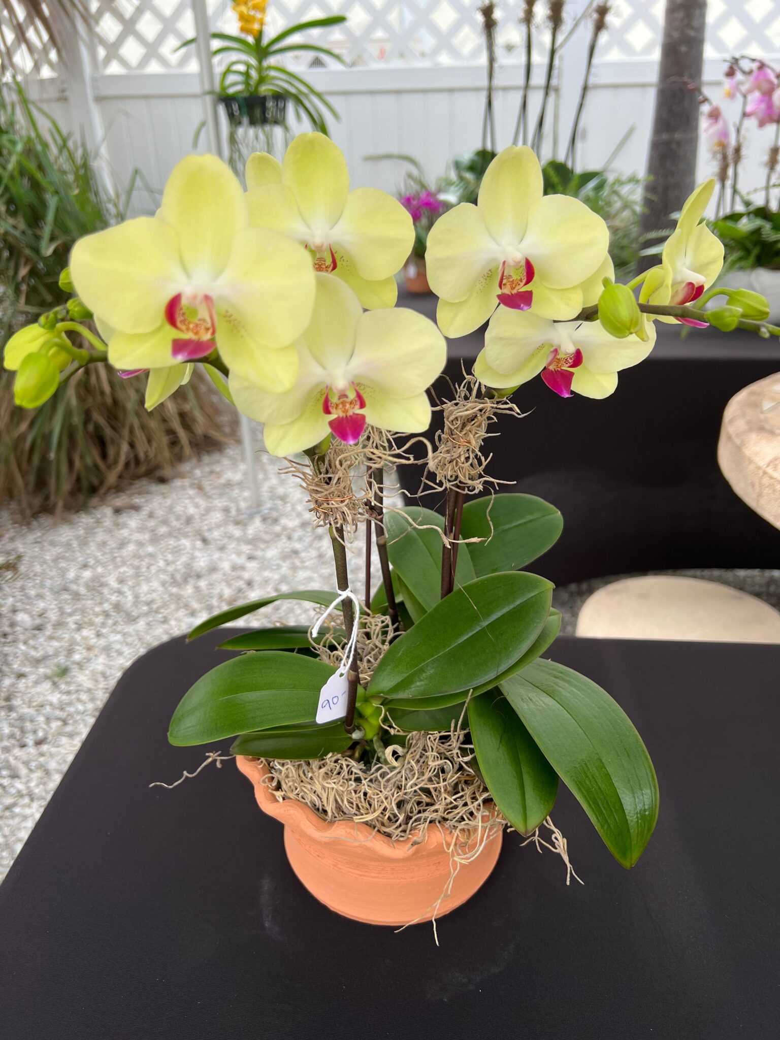 Orchids make great End of the Year Teacher gifts and Mother's Day gifts ...